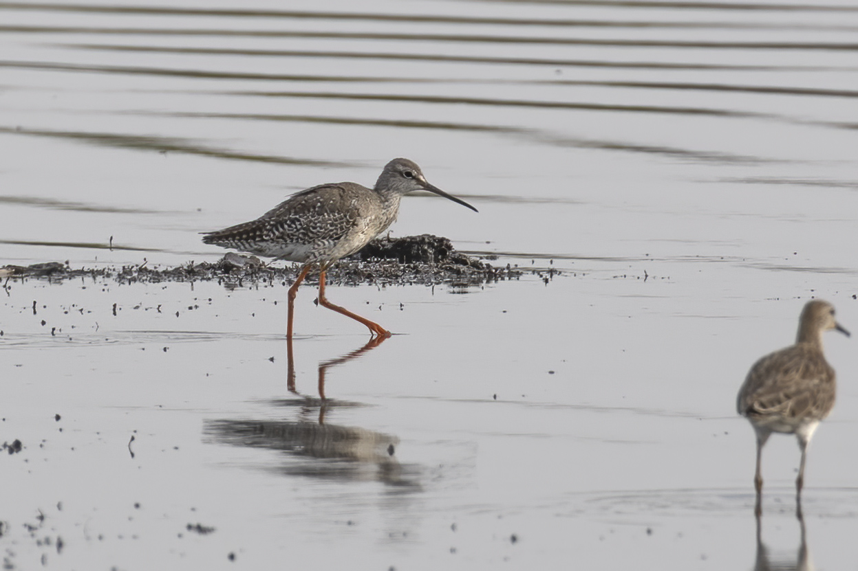 Spotted Redshank — Ana fotoğraf